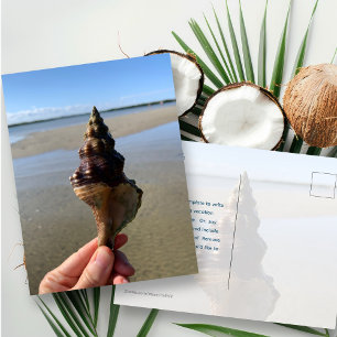 Carte Postale Photographie de coquillages Lambis géant sauvage F