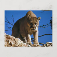 Photographie de Cougar (Puma Concolor)