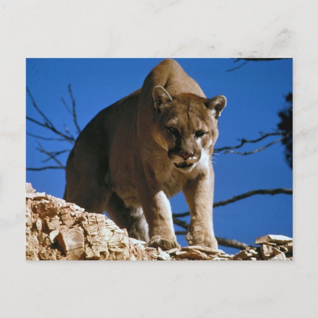 Carte Postale Photographie de Cougar (Puma Concolor) (Devant)