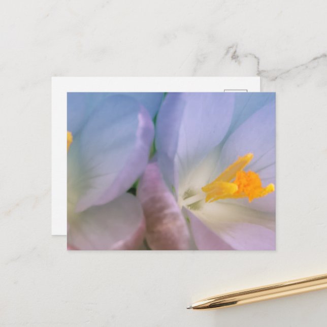 Carte Postale Photographie de crocus de printemps (Devant/Arrière en situation)
