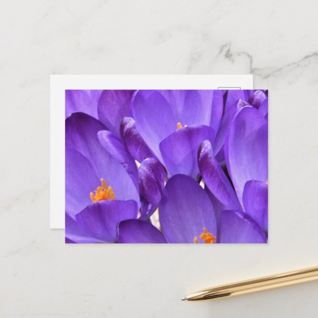 Carte Postale Photographie de crocus printaniers (Devant/Arrière en situation)