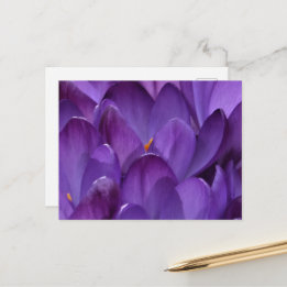 Carte Postale Photographie de crocus printaniers