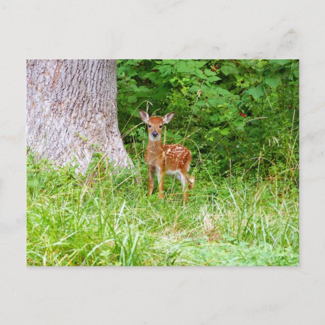 Carte Postale Photographie de faon dans les bois (Devant)