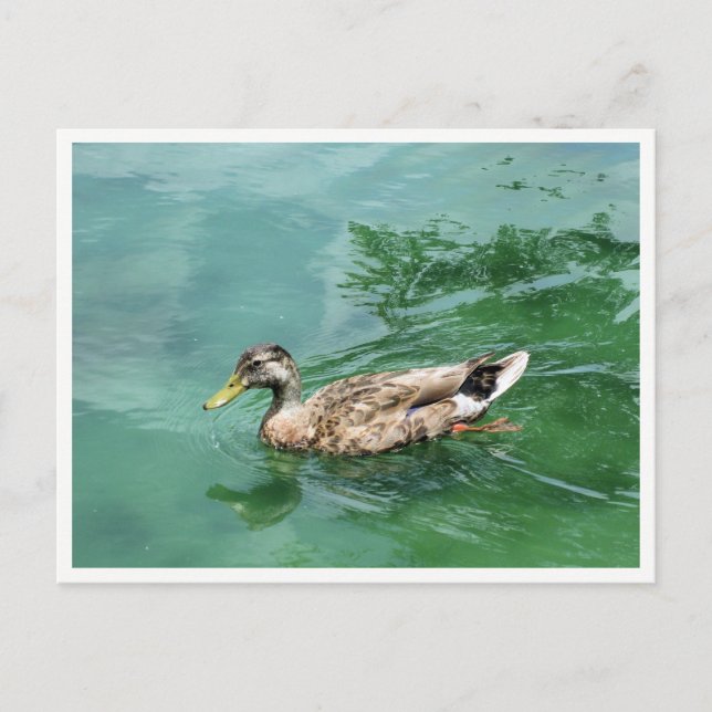 Carte Postale Photographie de faune de canard sur lac (Devant)