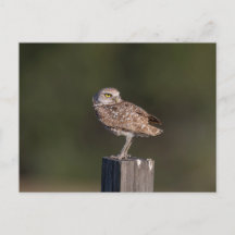 Photographie de faune de couple de hiboux des terr