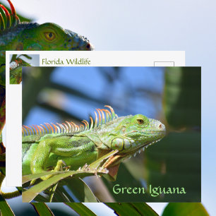 Carte Postale Photographie de faune de lézard Iguane Vert