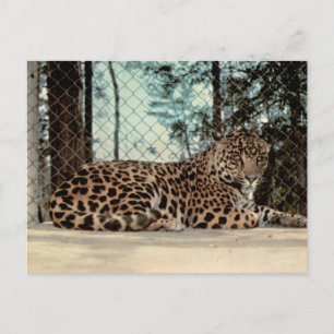 Carte Postale Photographie de faune du Jaguar Vintage Zoo