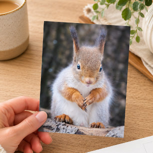 Carte Postale Photographie de faune écureuil rouge mignon