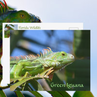 Photographie de faune reptilienne d'iguane vert