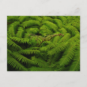 Carte Postale Photographie de Fern Fine Art