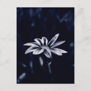 Carte Postale Photographie de fleur de Gazania monochrome bleue