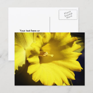 Carte Postale Photographie de fleur de jonquille jaune