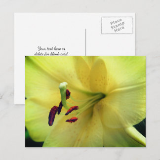 Carte Postale Photographie de fleur de lys jaune pâle