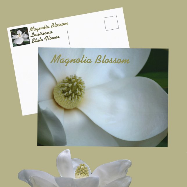 Carte Postale Photographie de fleur de magnolia blanc (Créateur téléchargé)