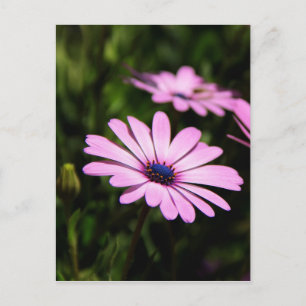 Carte Postale Photographie de fleur de Marguerite africaine