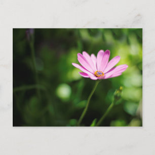 Carte Postale Photographie de fleur de Marguerite africaine