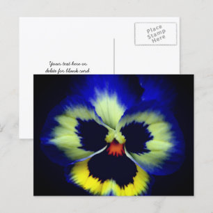 Carte Postale Photographie de fleur de pensée bleue gras
