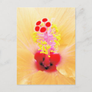 Carte Postale Photographie de fleur d'Hibiscus