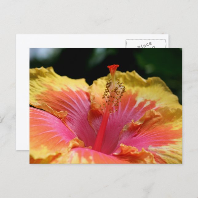 Carte Postale Photographie de fleur d'hibiscus jaune  (Devant / Derrière)