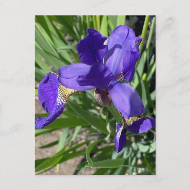 Carte Postale Photographie de fleur d'iris pourpre  (Devant)