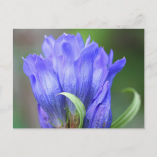 Carte postale Photographie de Fleur Gentienne bleu