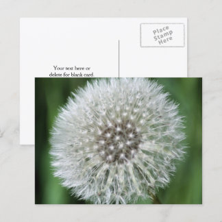 Carte Postale Photographie de fleurs de pissenlit personnalisée