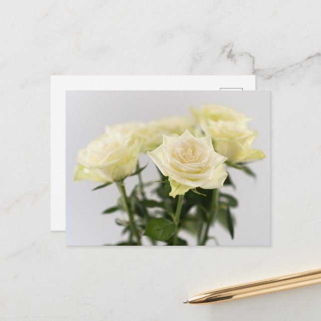 Carte Postale Photographie de fleurs de rose blanches élégantes  (Devant/Arrière en situation)