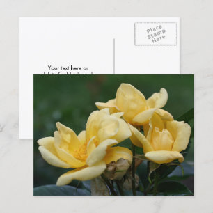 Carte Postale Photographie de fleurs de rosebud jaunes