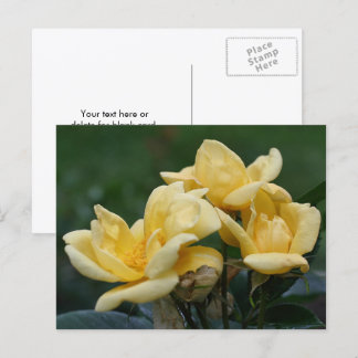 Carte Postale Photographie de fleurs de rosebud jaunes