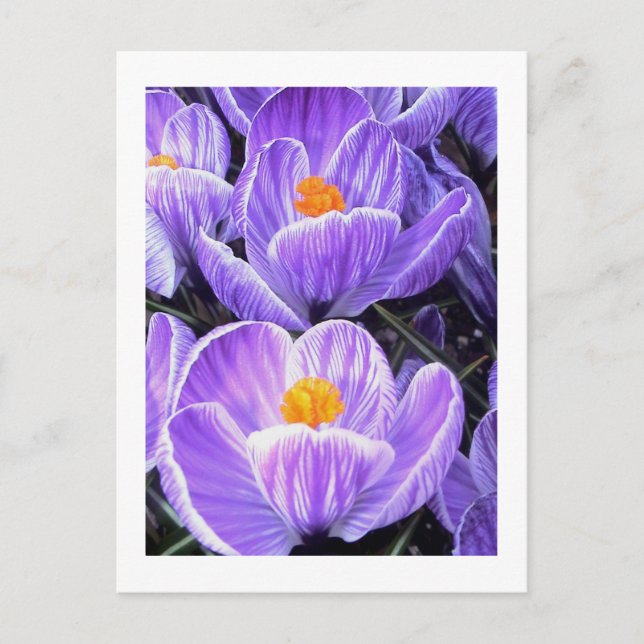 Carte Postale Photographie de fleurs - "Purple Flower 05" (Devant)