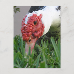 Carte Postale Photographie de gros plan de l'œil du canard