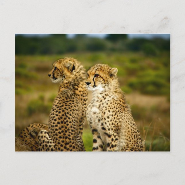 Carte Postale Photographie de guépards (Acinonyx Jubatus) (Devant)
