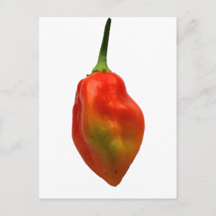 Carte Postale Photographie de Habanero Single Poepper