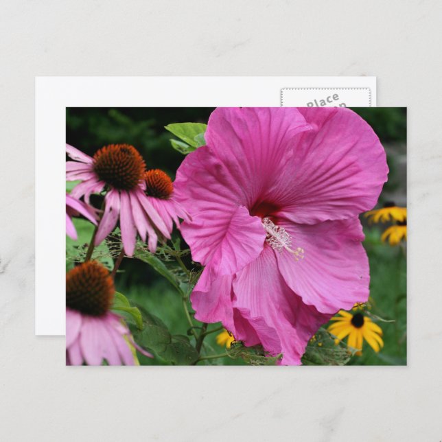 Carte Postale Photographie de jardin de fleurs d'hibiscus et d'a (Devant / Derrière)