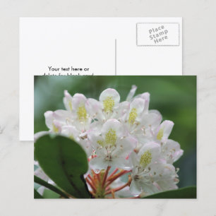 Carte Postale Photographie de jolie fleur d'azalée blanche