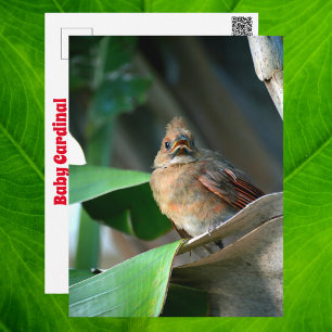 Carte Postale Photographie de la faune du Cardinal bébé mignon