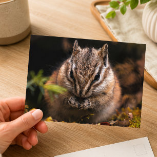 Carte Postale Photographie de la faune et de la nature des tamia
