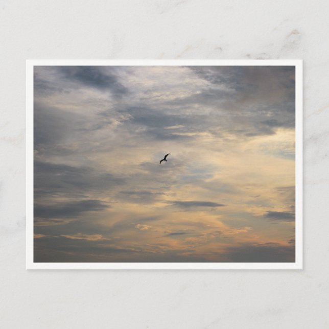 Carte Postale Photographie de la faune Mouette (Devant)