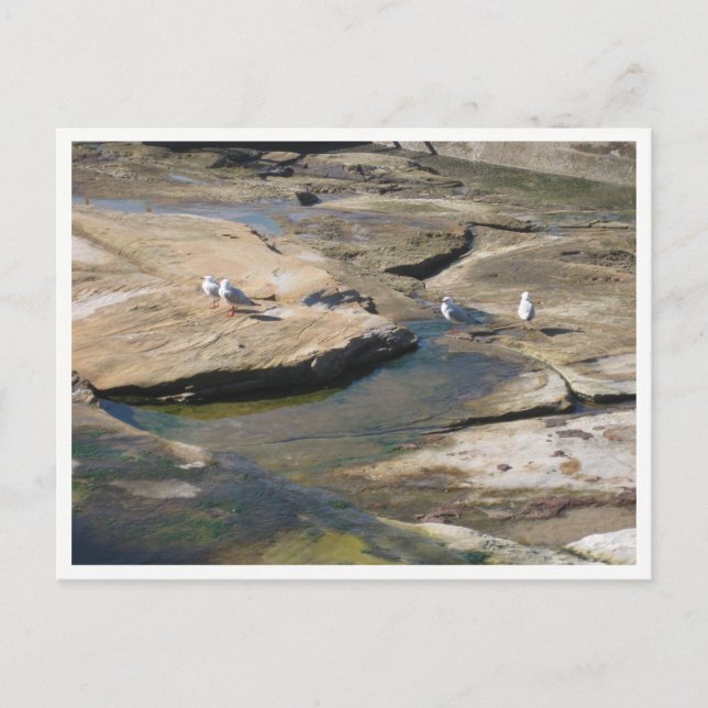Carte Postale Photographie de la faune Mouette (Devant)