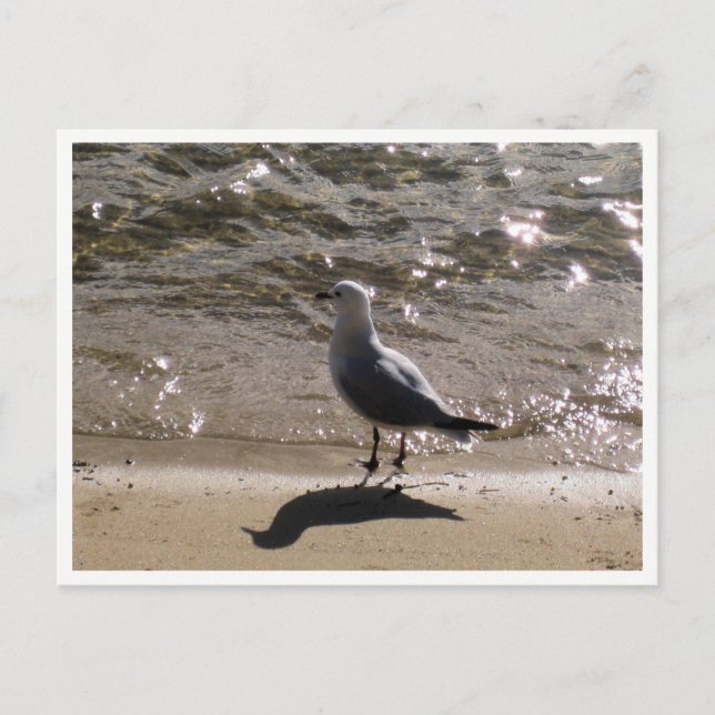 Carte Postale Photographie de la faune Mouette (Devant)