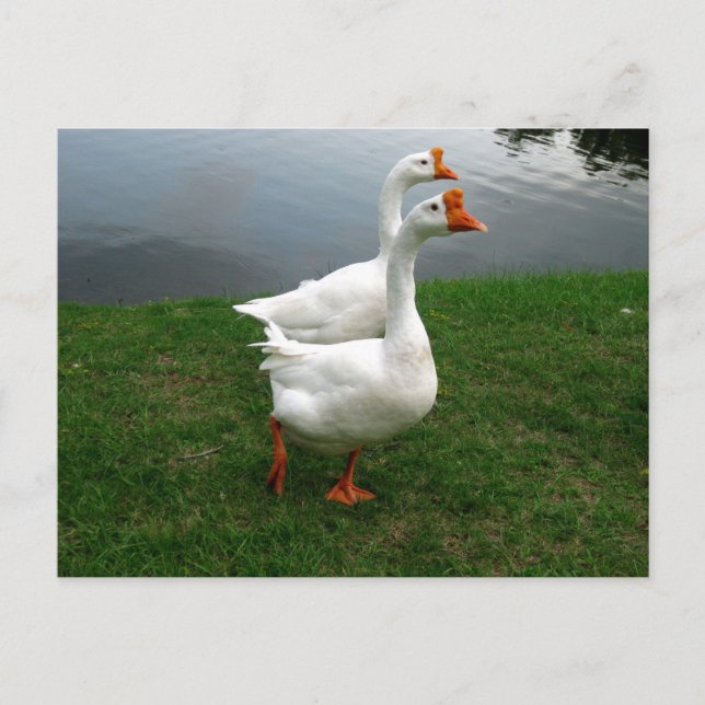 Carte Postale Photographie de la faune originale des oies blanch (Devant)