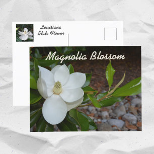 Carte Postale Photographie de la fleur d'état de Magnolia Louisi