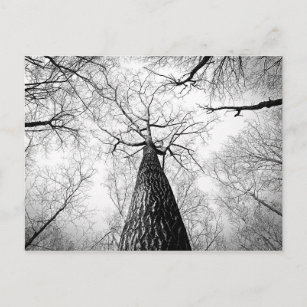 Posters Affiches Arbre Noir Et Blanc Zazzle Fr