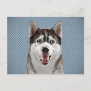 Carte Postale Photographie de la monographie de chien Husky