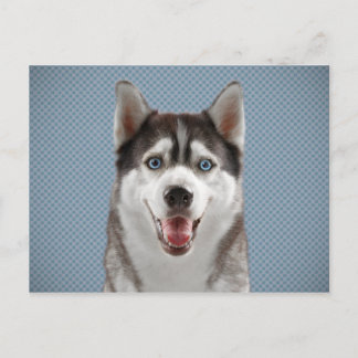 Carte Postale Photographie de la monographie de chien Husky