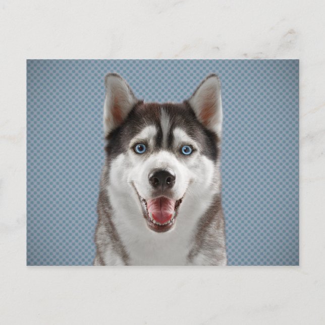 Carte Postale Photographie de la monographie de chien Husky (Devant)