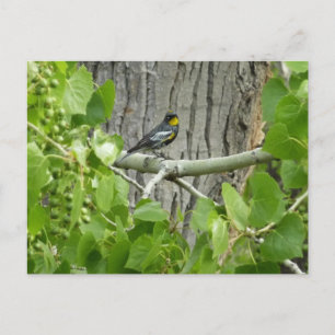 Carte Postale Photographie de la nature de la Paruline d'Audubon