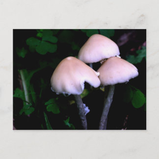 Carte postale Photographie de la nature des champi