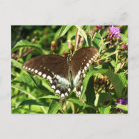 Photographie de la nature du papillon noir Swallow