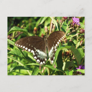Carte Postale Photographie de la nature du papillon noir Swallow